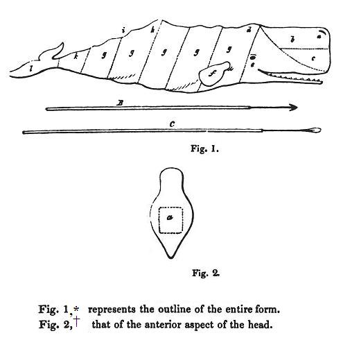 Beale's Diagram of Sperm Whale - a