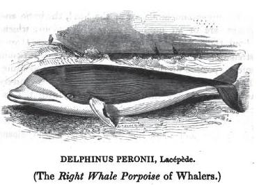 Right Whale Porpoise of Whalers
