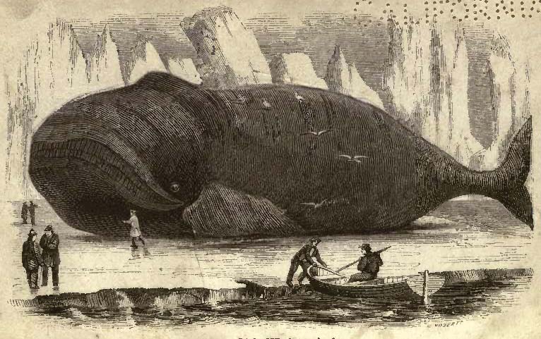 America's First Whalemen Cape Cod Shore Whaling 