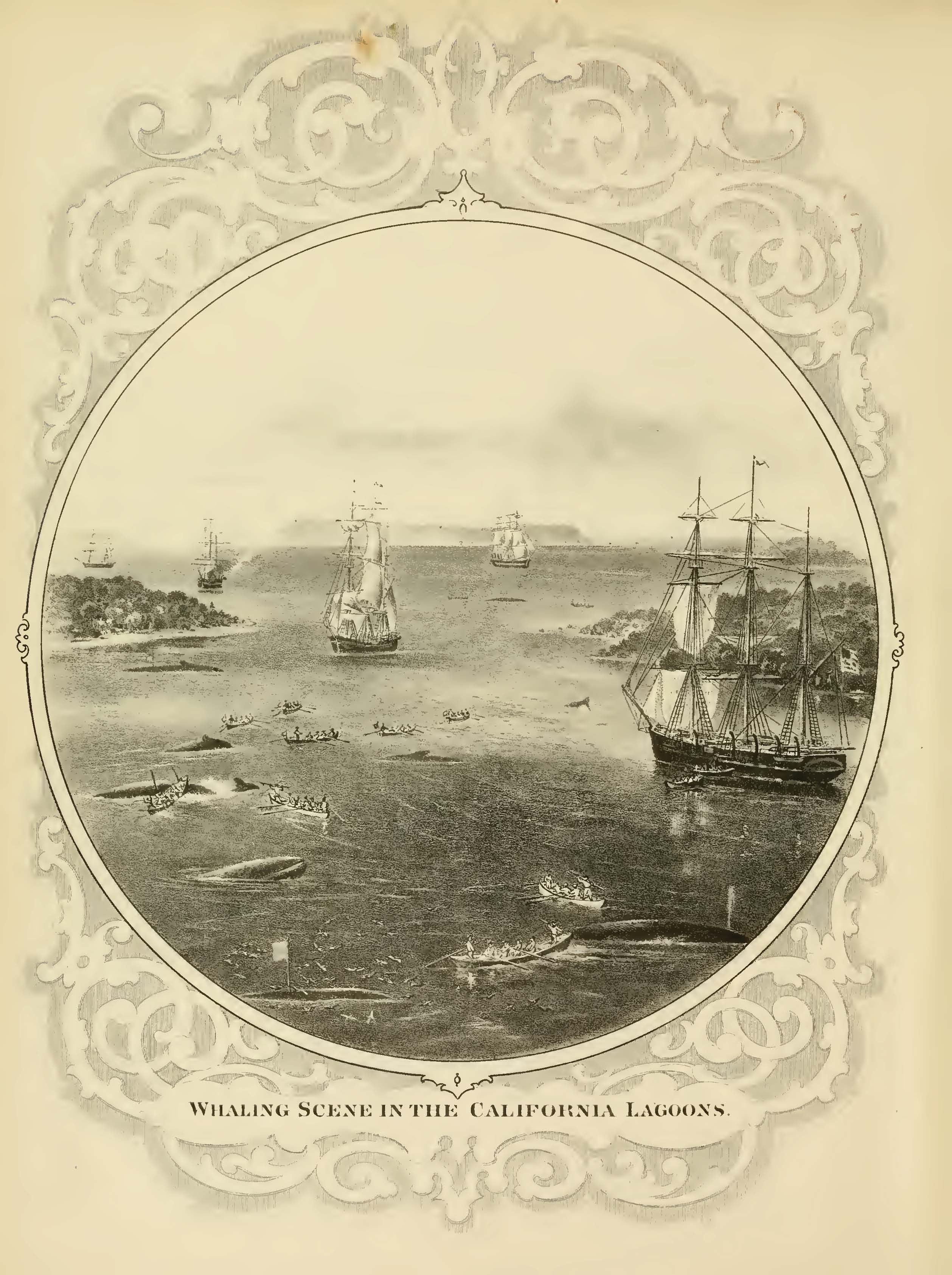 Scammon - Whaling Scene in the California Lagoons