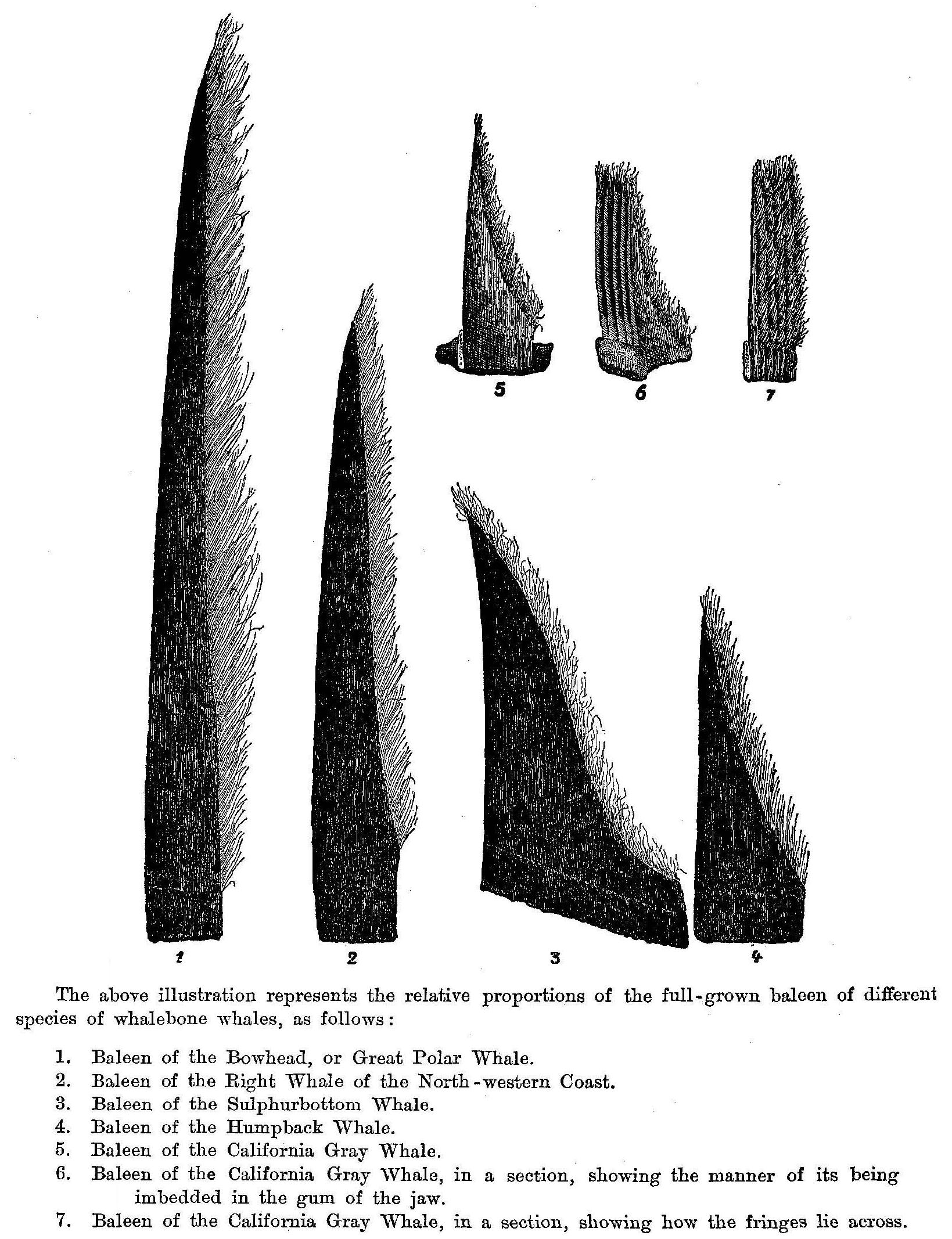 Scammon - relative proportions of the full-grown baleen of different species of whalebone whales