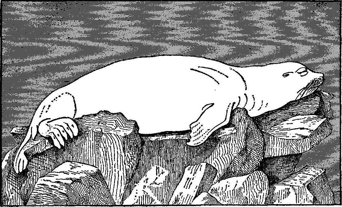 Scammon - Male Sea Lion Sleeping.
