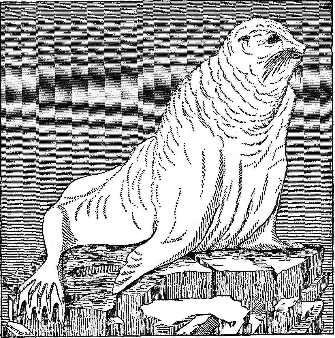 Scammon - Full-Aged Male Fur Seal, St. Paul's Island. (Drawn by Elliott.)