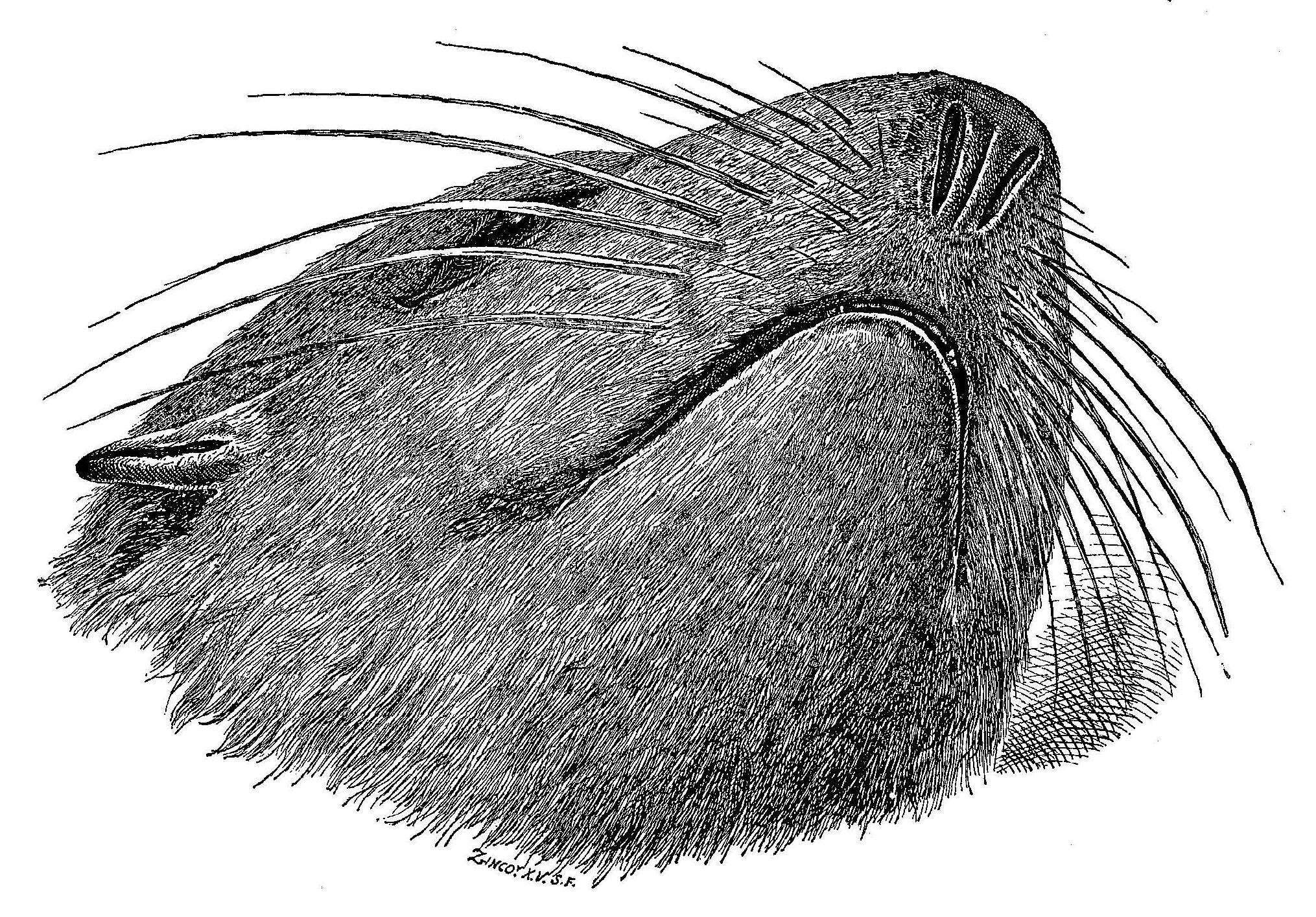 Scammon - No. 2. - Head of Female Fur Seal, Viewed from Below, Two-Thirds Natural Size. (Drawn by Elliott.)