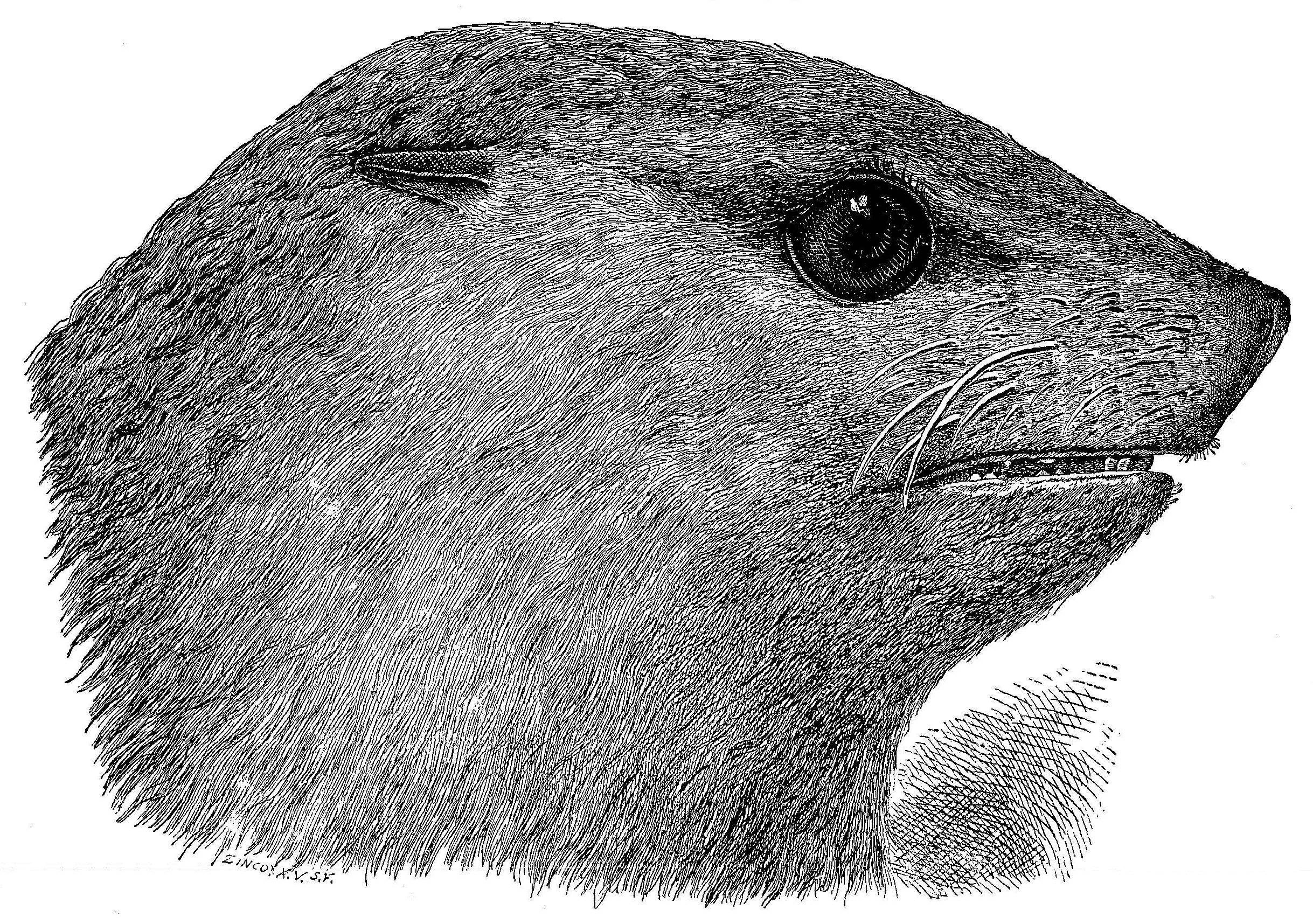 Scammon - No. 3. - Head of Female Fur Seal, Side View, Two-Thirds Natural Size (Drawn by Elliott.)