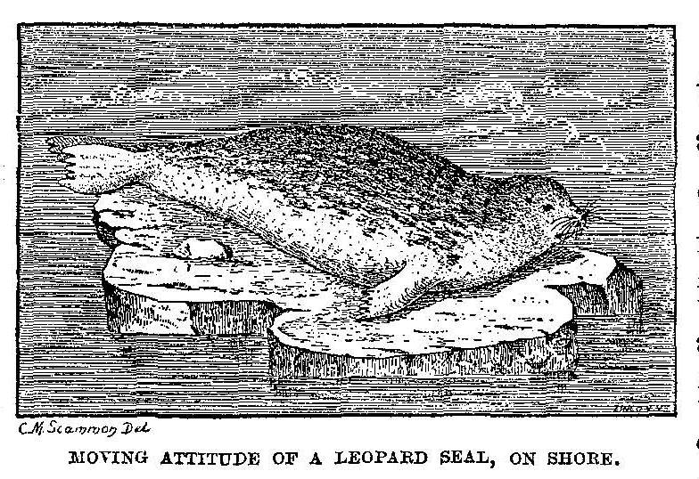 Scammon - Moving Attitude of a Leopard Seal, on Shore.