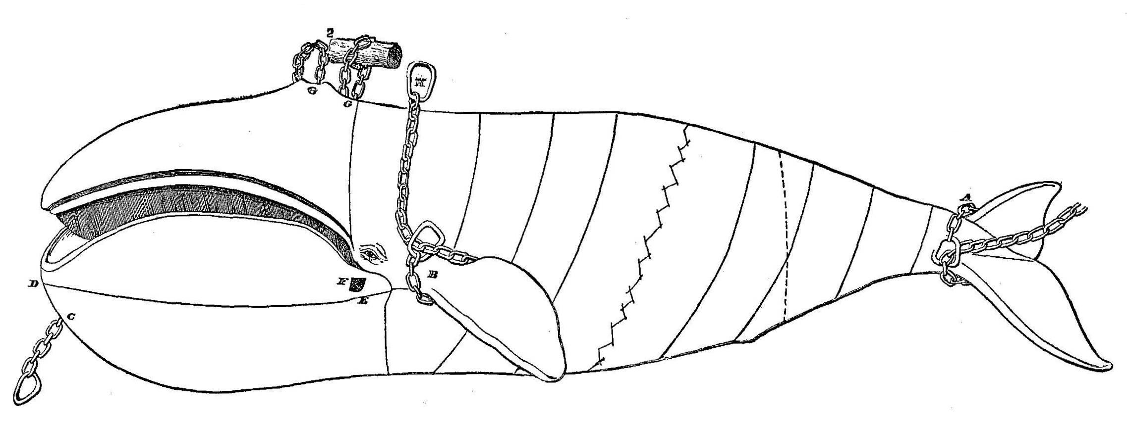 Scammon - Diagram Showing the Manner of Cuting-In The Bowhead and Right Whale