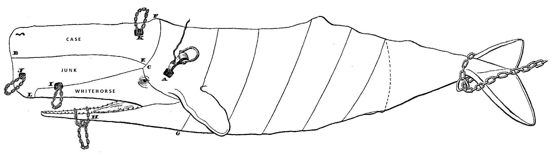 Scammon - Outline of a Sperm Whale, Showing the Manner of Cutting-In