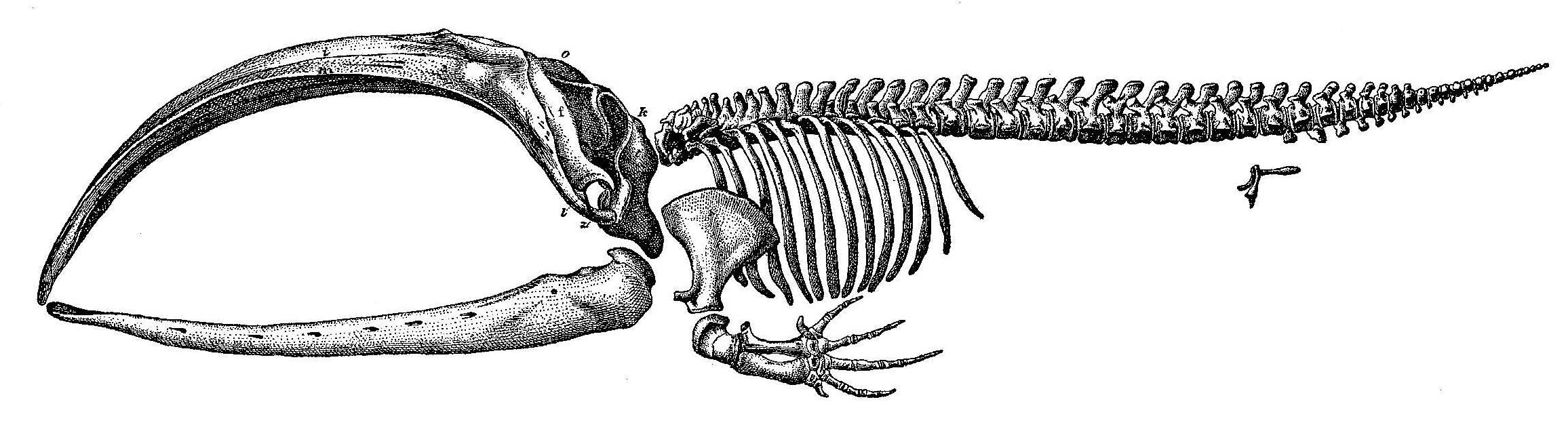 Scammon - Skeleton of a Balaena Mysticetus.