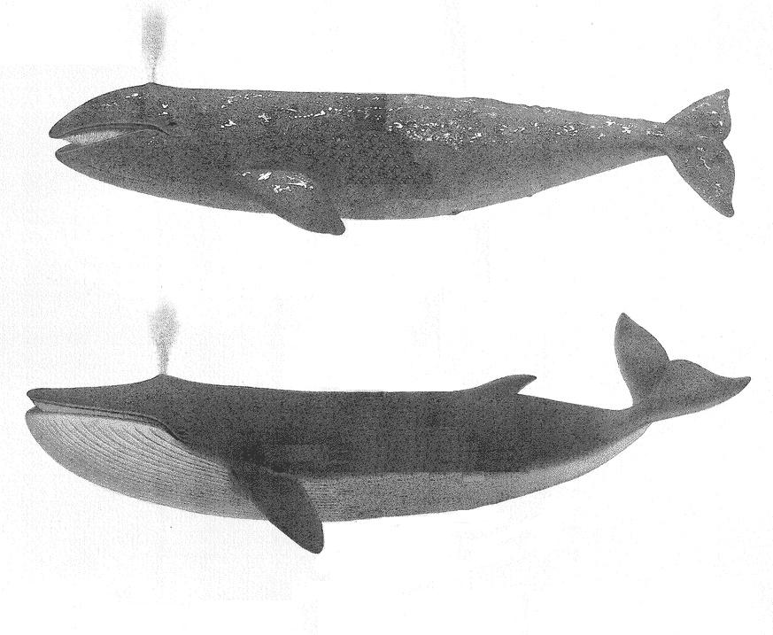 Scammon - Plate II: Fig. 1. The California Gray Whale (Rhachianectes Glaucus, Cope.) Fig. 2. The Finback (Balaenoptera Velifera, Cope.)