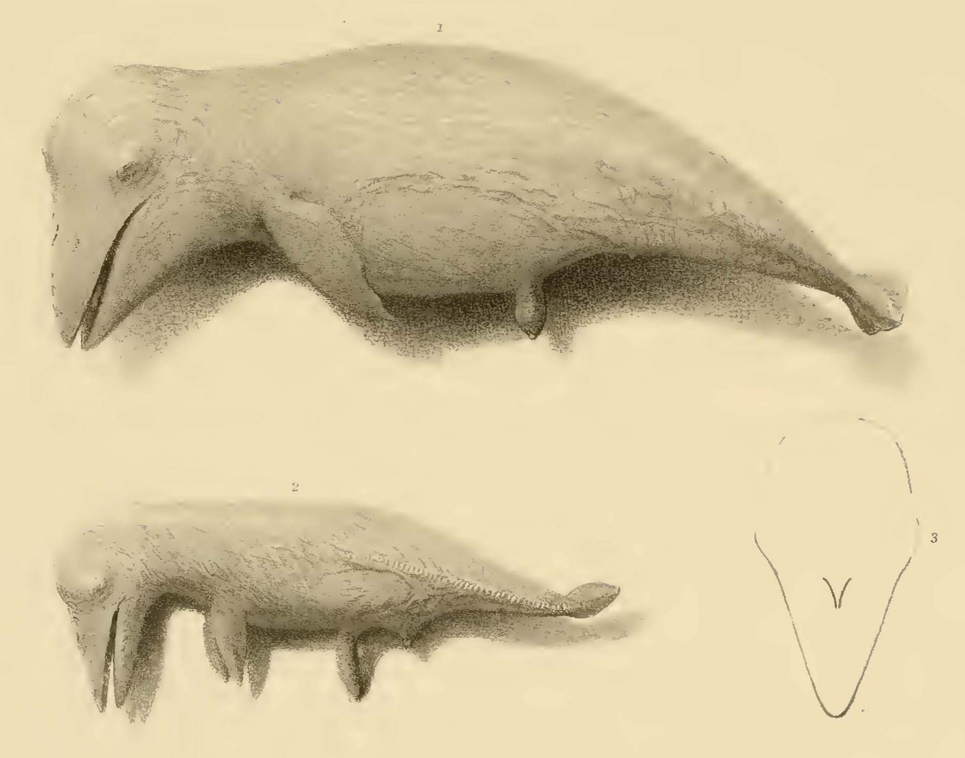 Scammon - Plate III: Fig. 1-2 Embryos of a California Gray Whale. Fig. 3. Outline of Head Showing Spouthole.