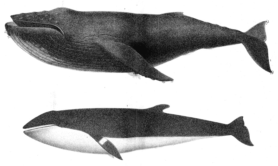 Scammon - Plate VII: 1. Humpback (Megaptera Versabilis Cope.) 2. Sharp-Headed Finner