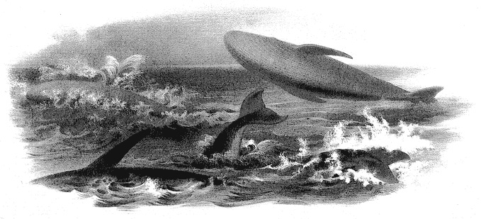 Scammon - Plate VIII: Humpbacks Lobtailing Bolting Breaching and Finning