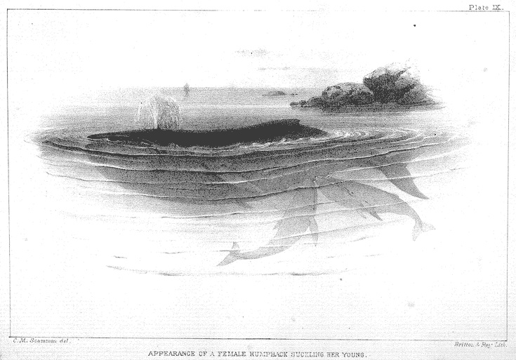 Scammon - Plate IX: Appearance of a Female Humpback Suckling Her Young