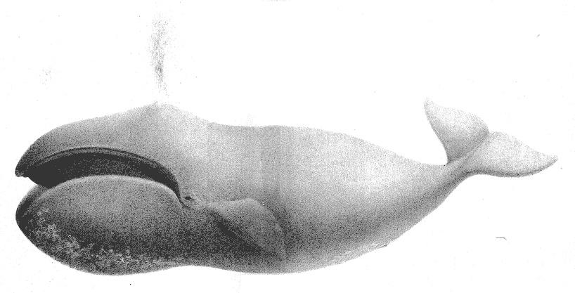 Scammon - Plate XI: Bowhead or Great Polar Whale