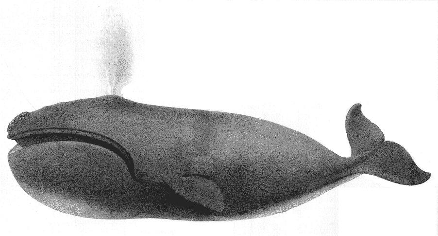 Scammon - Plate XII: Right Whale of the North West Coast (Balaena Sieboldii?, Gray)