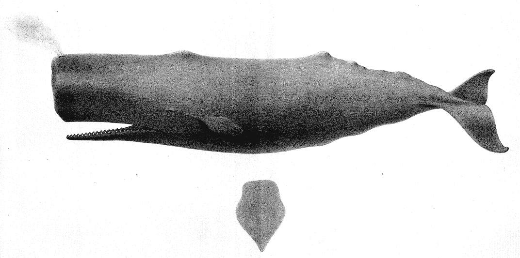 Scammon - Plate XIV: Sperm Whale (Physeter Macrocephalus, Linn.)