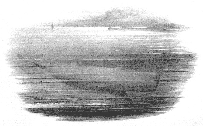 Scammon - Plate XV: Sperm Whale in Search of Food