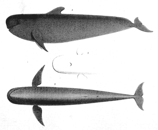Scammon - Plate XVI: Fig. 1. The Blackfish (Globiocephalus Scammonii, Cope.) 2. Underside View. 3. Outlines of Top of Head Showing Spouthole