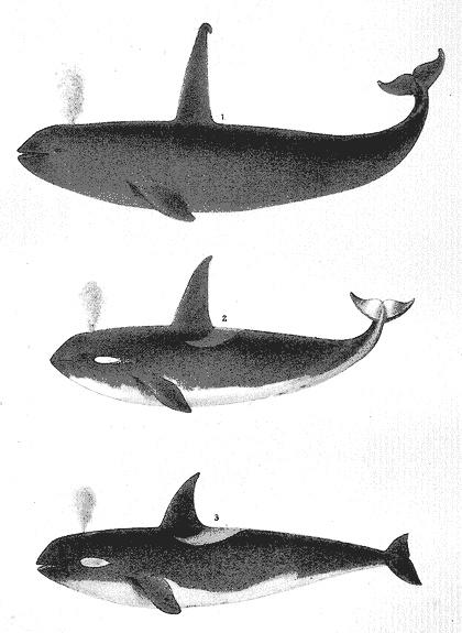 Scammon - Plate XVII: Orcas Or Killers - 1. Orca Rectipinna, Cope. 2. Orca Ater, Cope. 3. Orca (Ater, var?)