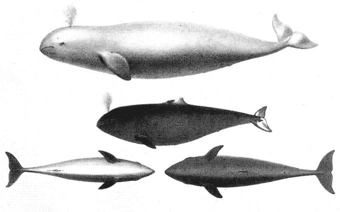 Scammon - 1. (Beluga NSP?) White Whale or Whitefish of the Whalers - 2 & 4. Male Bay Porpoise (Phocaena, Vomerina, Gill.) View from Side and Below. 3. Female Bay Porpoise View from Below.