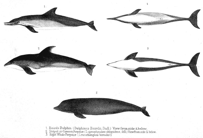 Scammon - 1. Bairds Dolphin (Delphinus Bairdii, Dall.) View from side & below.; 2. Striped, or Common Porpoise (Lagenorhynchus obliquidens, Gill.) - View from side and below. 3. Right Whale Porpoise (Leucorhamphus borealis?)