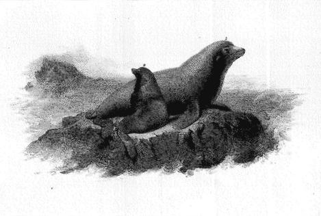 Scammon - Sea-Lion (Eumetopias Stelleri.) Gill.