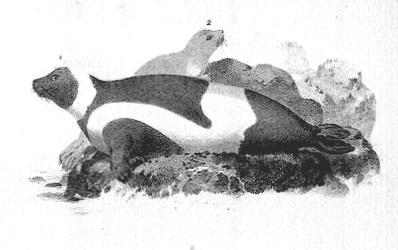 Scammon - Banded Seal. (Histriophoca Equestris) Gill. - 1. Male. 2. Female.