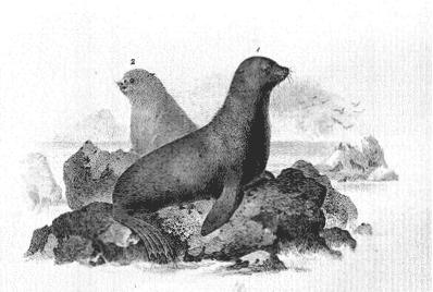 Scammon - Fur Seal. (Callorhinus Ursinus.) Gray. - 1. Male. 2. Female.