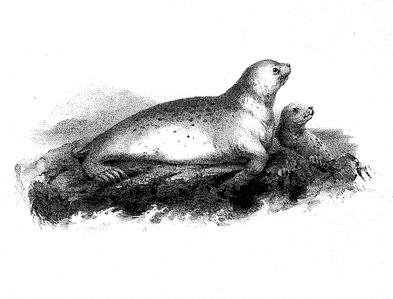 Scammon - Leopard Seal (Phoca Pealii ?) Gill.