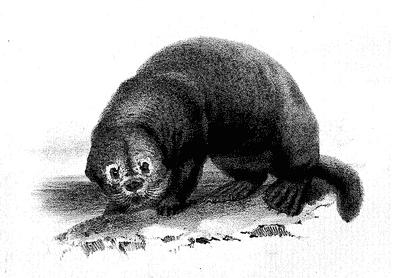 Scammon - Sea Otter. (Enhydra Marina.) Fleming.