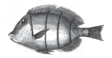 Doctorfish By wista, Nature Cartoon