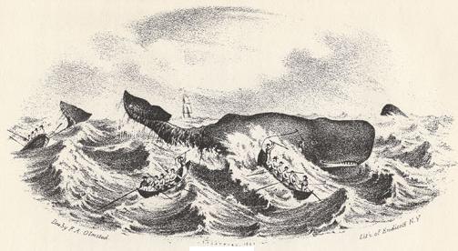 Incidents of a whaling voyage -- Francis Allyn Olmsted