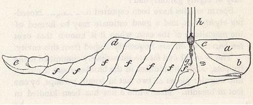 Sperm Whale Diagram