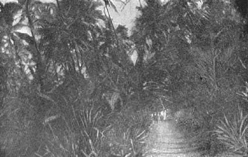 Path Through Coconut Grove