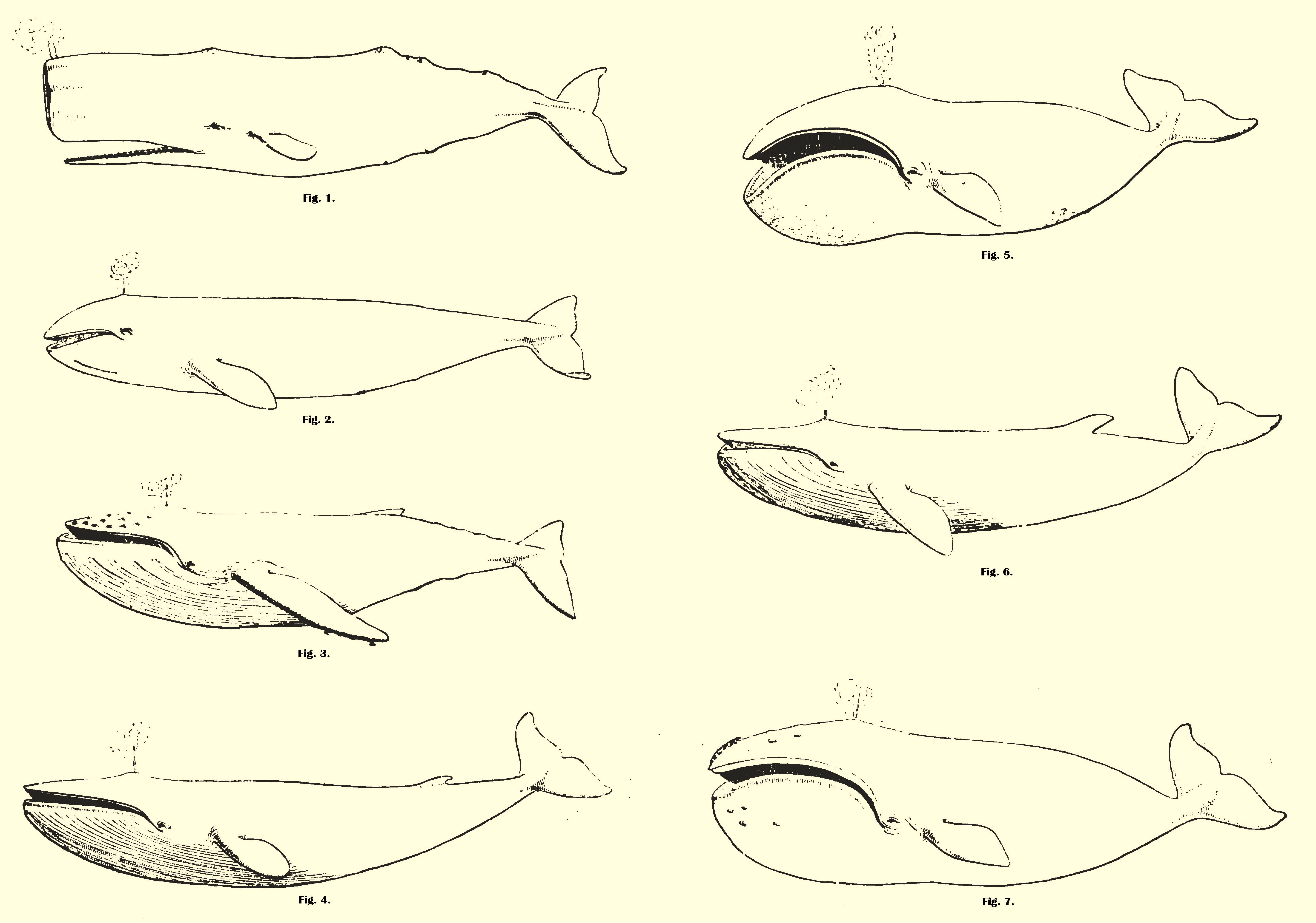 Outlines of Whales in the Fishery - Bowhead (Balaena mysticetus