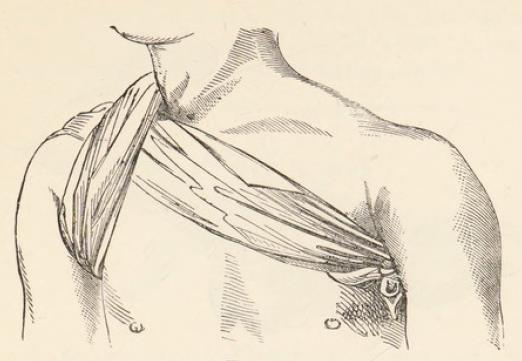 Fig.30.