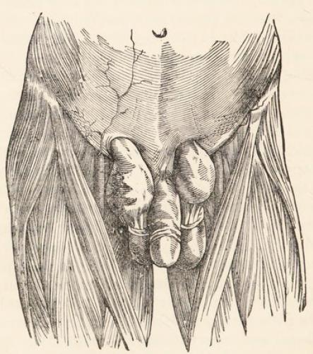 Fig.40.